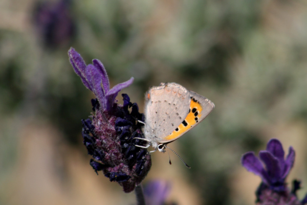 Cuivr&eacute; commun (Lycaena phlaeas) &copy; Nicolas Macaire / LPO